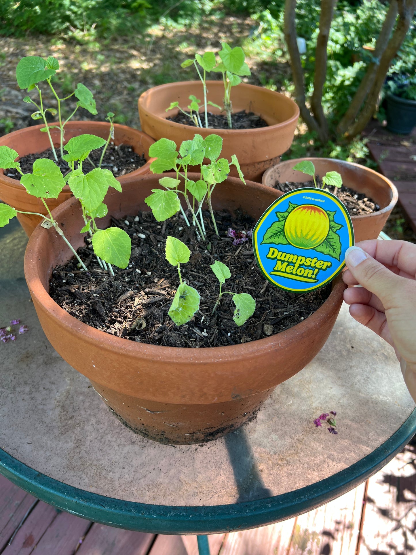 Dumpster Melon Sticker